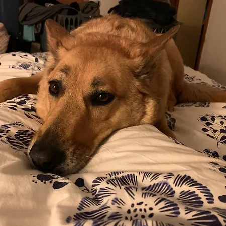 Avec Jardin דירה *